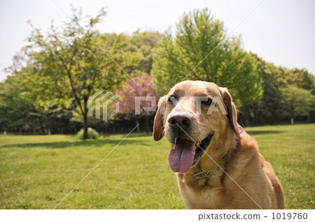 拉布拉多半島 毛孩 狗 1019760