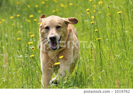 Dog running in the field 1019762
