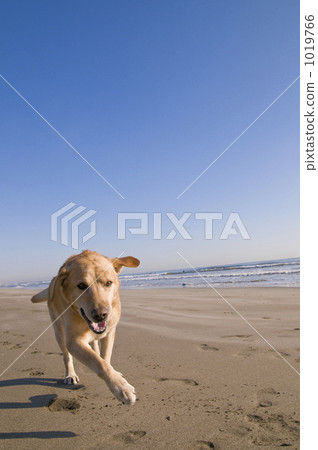 拉布拉多半島 毛孩 狗 1019766