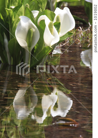 marsh, wetland, skunk cabbage 1019802