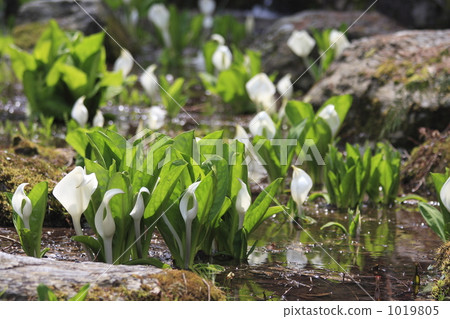 濕地 沼澤 亞洲臭菘 1019805