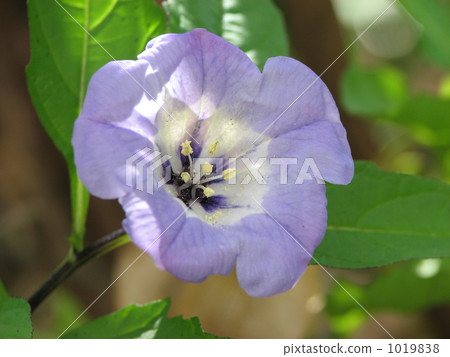 Oossenari (Sennari hozuki) 1019838