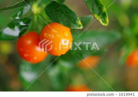 Fruit fruit 1019941