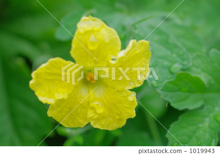 Loofah flowers 1019943