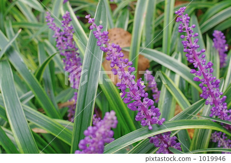 Yaburan Flower 1019946