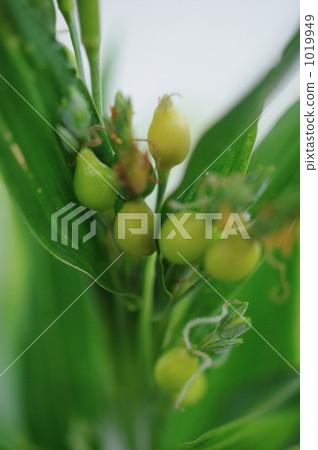 Fruit of Juzudama 1019949
