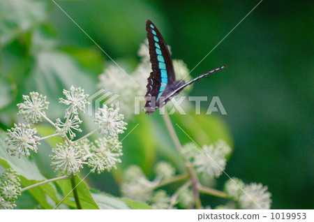 Aosujihaja花和玉 1019953