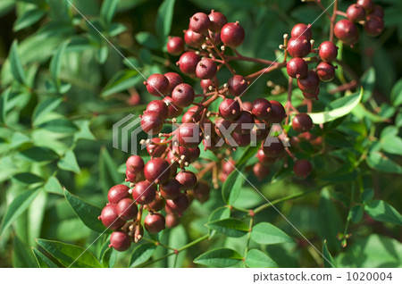 南天果 南天果 1020004