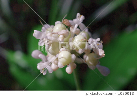 Flower of Yabu Miuga 1020018
