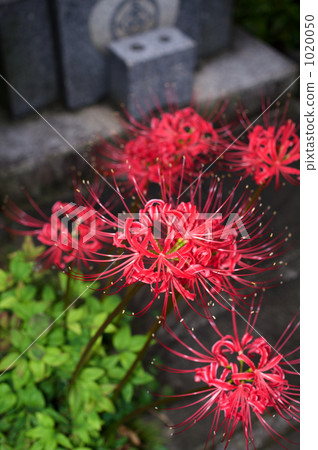 墳墓的群集孤挺花 1020050