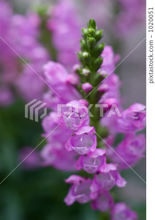 Flowers of Hanatraneo 1020051
