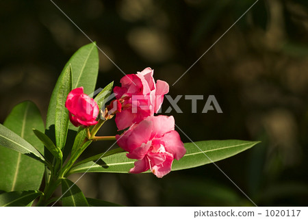 Flowers of Lychee 1020117