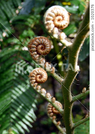 Lizard leaf young leaves 1020376