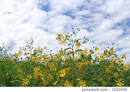耶路撒冷朝鮮薊藍天 1020499