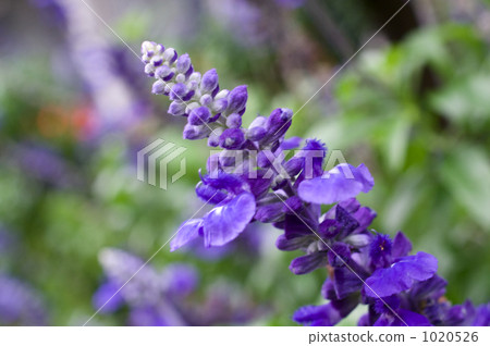 Blue salvia flower 1020526