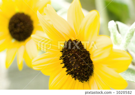 Shirotae sunflower flowers 1020582