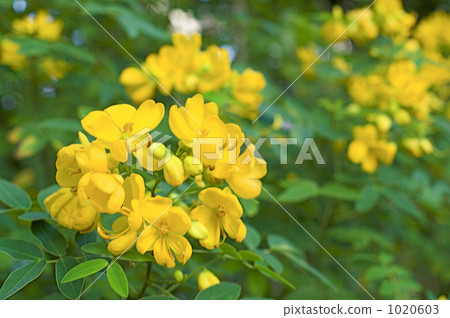 Hana senna flower 1020603
