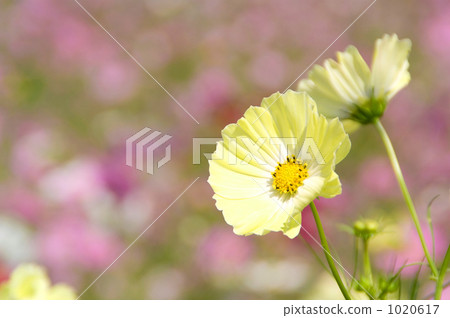 Yellow cosmos 1020617