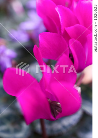 仙客來鮮花 1020623