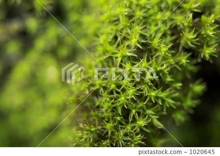 Sugoro Sugoro 1020645