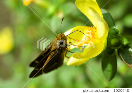 Ichimon dieselis and Hana pursuing Ichimon dieselis and Hana pursuing 1020648