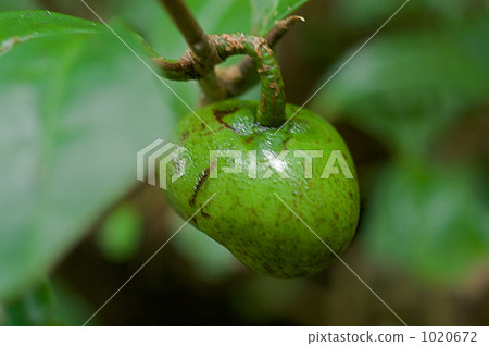 Tea fruit 1020672