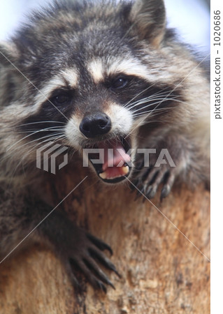 可愛的浣熊 可愛的浣熊 1020686