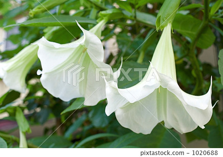 White morning glory White morning glory 1020688
