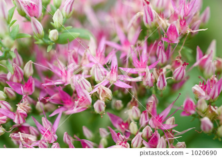 Flower of Misebaya 1020690