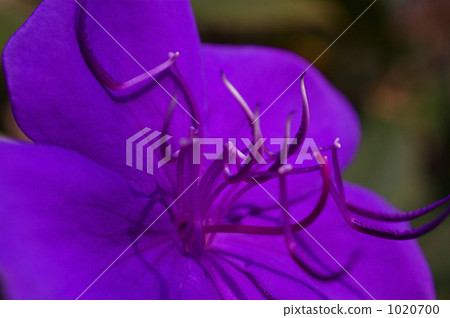 Sicono Buttan Flower 1020700