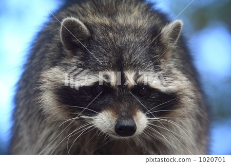 Cute Coon 1020701