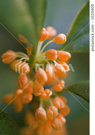 Bud of osmanthus 1020809
