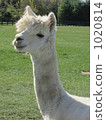 Llama 1020814