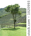 Standing wood of Machu Picchu center square 1020993