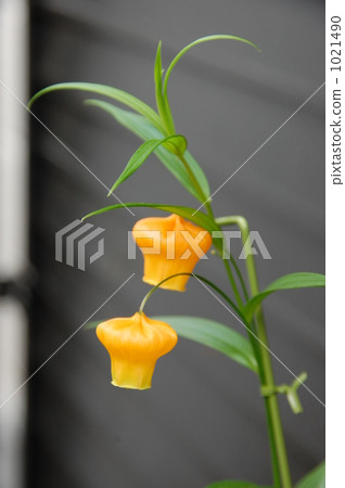 Thunder sonia 1021490