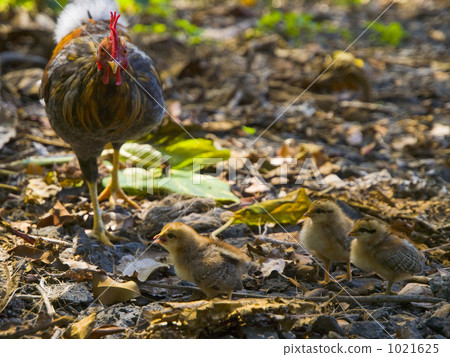 父母和小孩的雞 1021625