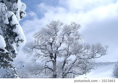 A tree A tree 1021663