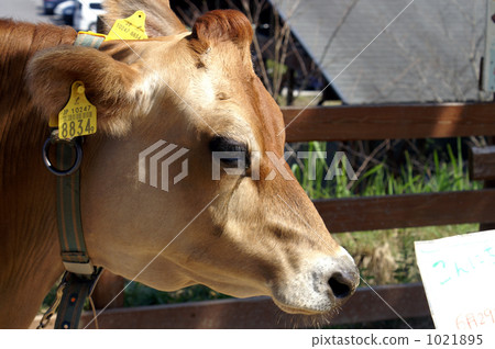 Jersey cattle 1021895