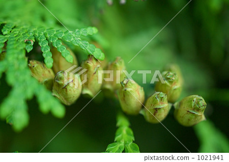 Fruit of hiba Fruit of hiba 1021941