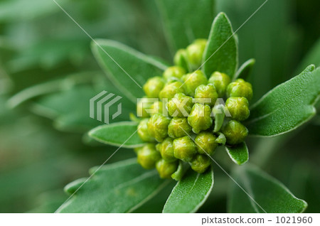 菊花pacificum 1021960