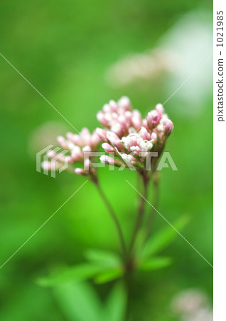 富士巴卡瑪花 富士巴卡瑪花 1021985