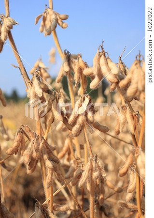 納豆品種小粒大豆田 1022022