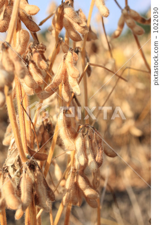 納豆品種小粒大豆田 1022030