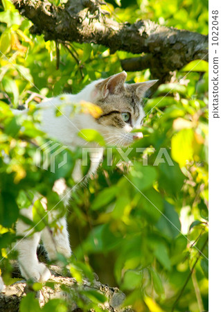 Mike cat Mike cat 1022048