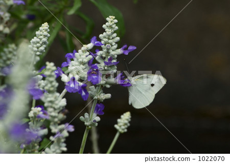 Blue salvia and monstrochium 1022070