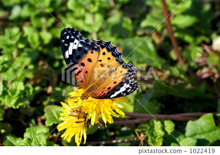 painted lady, cosmopolite, vanesscardui 1022419