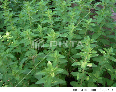 牛至 牛至 1022603