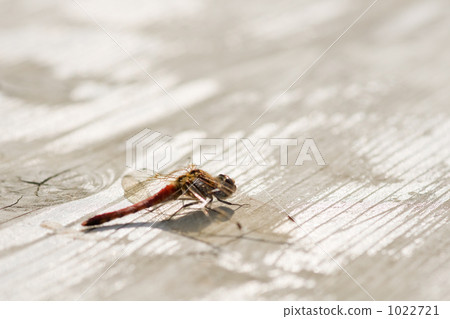 紅蜻蜓 紅蜻蜓 1022721