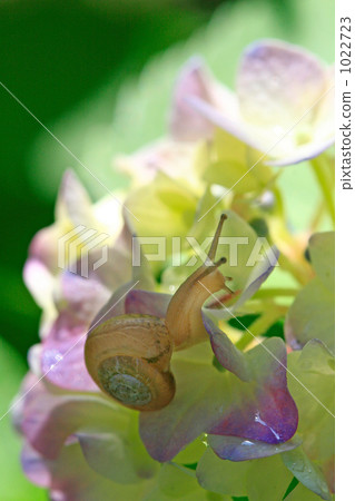 美麗的繡球花與小耳蝸和柔和的顏色 1022723