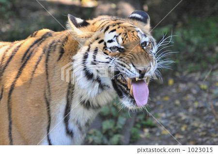 老虎 虎 大阪市 1023015